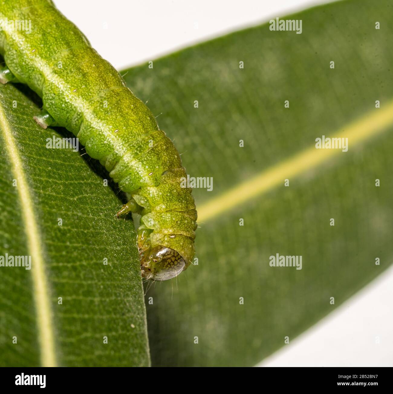 close up makro of Angle Shades caterpillar with white copyspace Stock