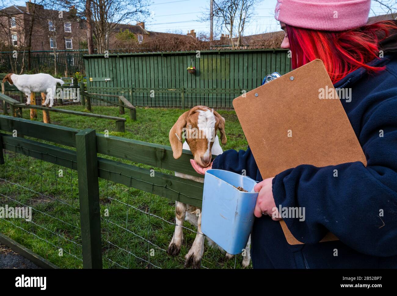 member of staff feeding a billy goat kid at Love Gorgie Farm, Edinburgh, Scotland, UK Stock Photo