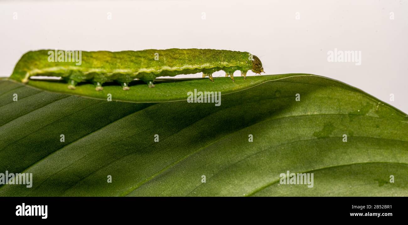 close up makro of Angle Shades caterpillar with white copyspace Stock