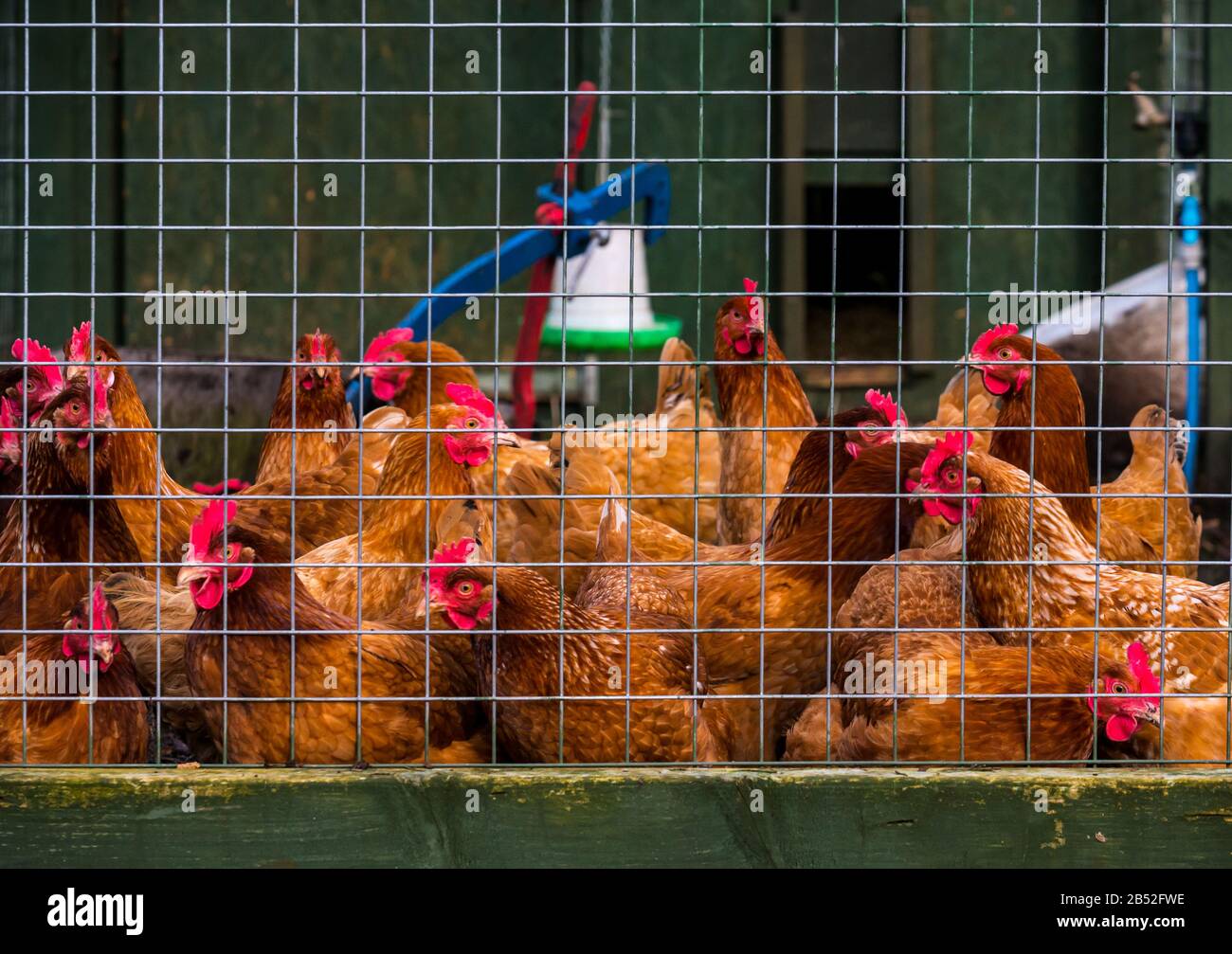 Poultry coop hires stock photography and images Alamy