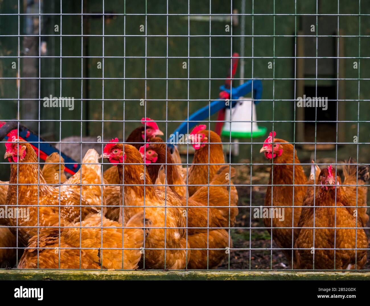 Chickens in a chicken coop pen, Love Gorgie City Farm, Edinburgh, Scotland, UK Stock Photo