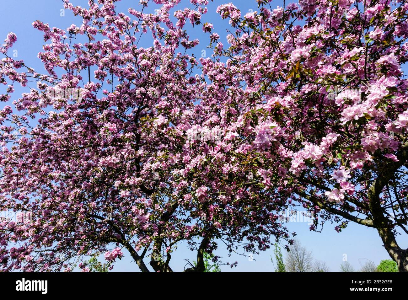 Spring trees in bloom in sunny day, nice weather blossoming branches against blue sky Stock Photo