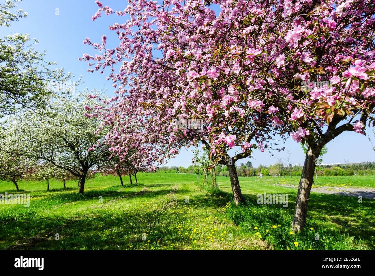 Spring Flowering Trees In Bloom Sunny Day Nice Weather Pink Blossoms Apple Trees On Orchard Meadow Prague Dendrological Garden Stock Photo Alamy