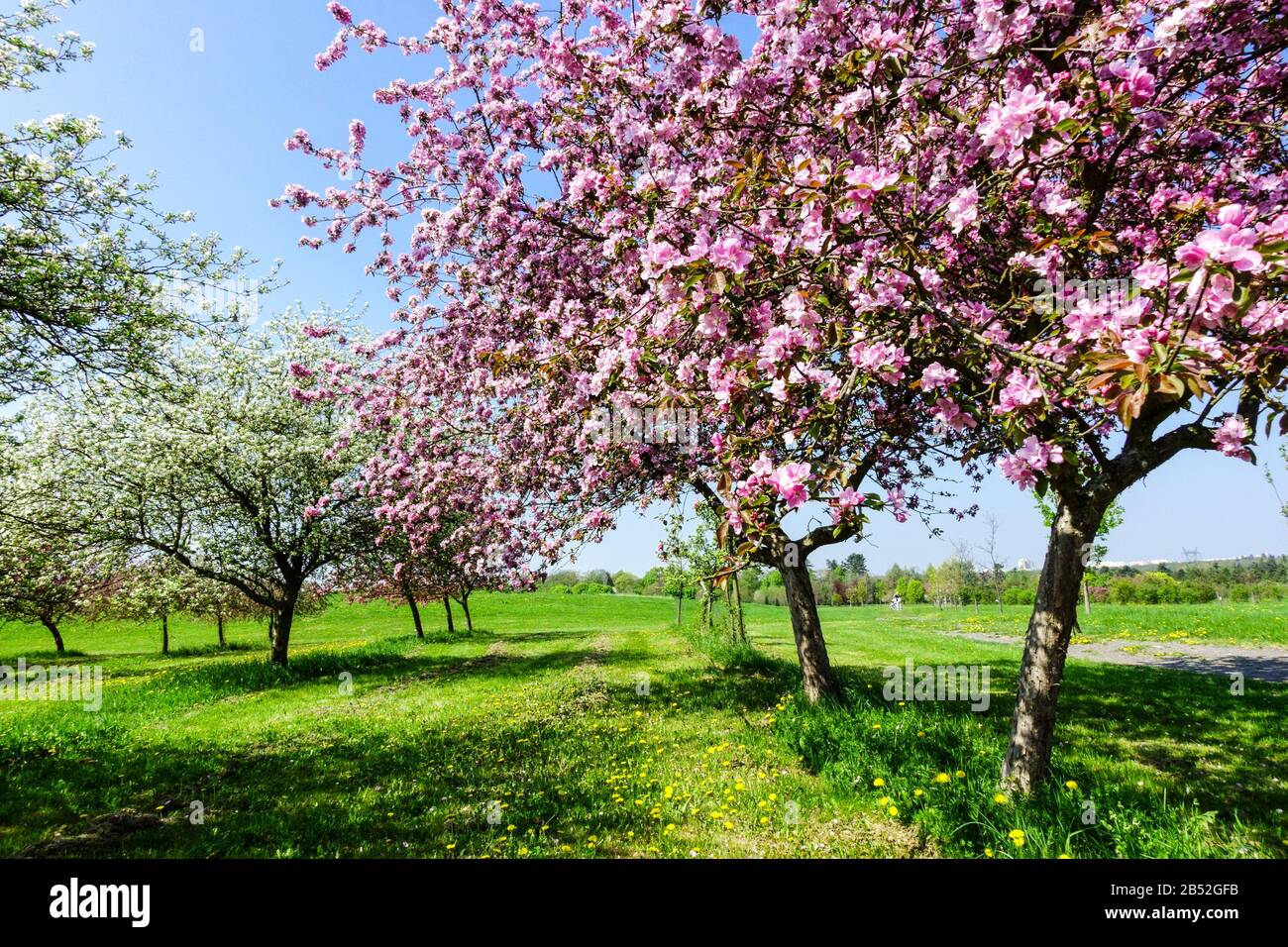 Spring flowering trees in bloom sunny day, nice weather. pink blossoms apple trees on orchard meadow Prague dendrological garden Stock Photo