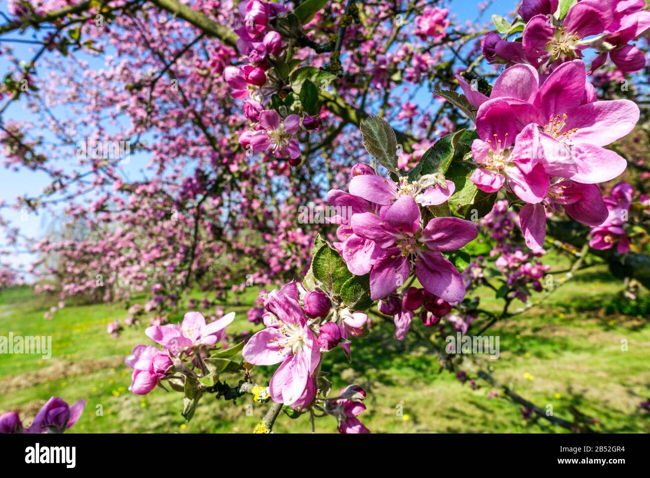 Spring trees bloom, flowers in sunny day, nice weather, close up flower on apple tree twig Stock Photo