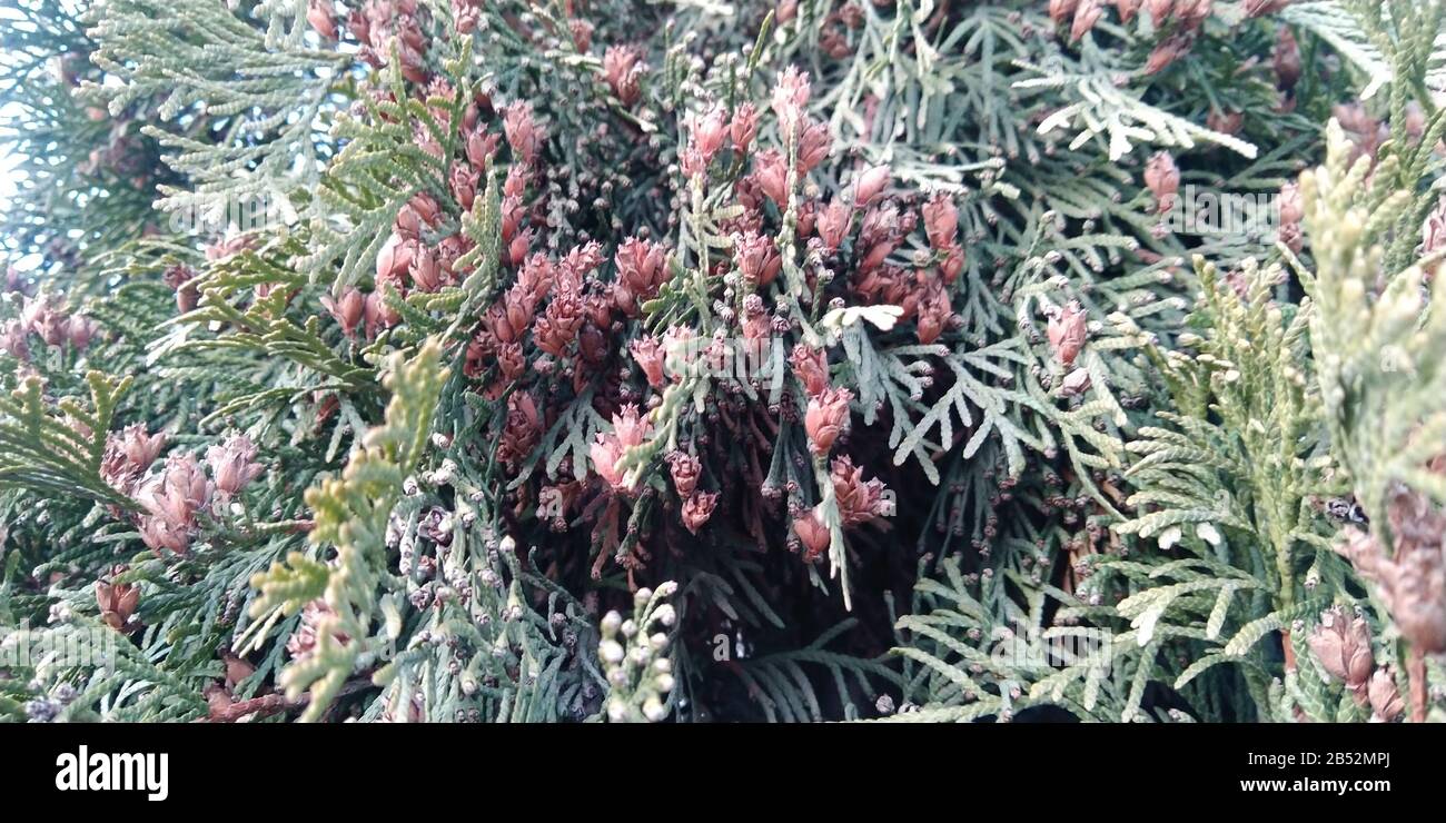Thuja green branches closeup. Blurred thuja background. Stock Photo