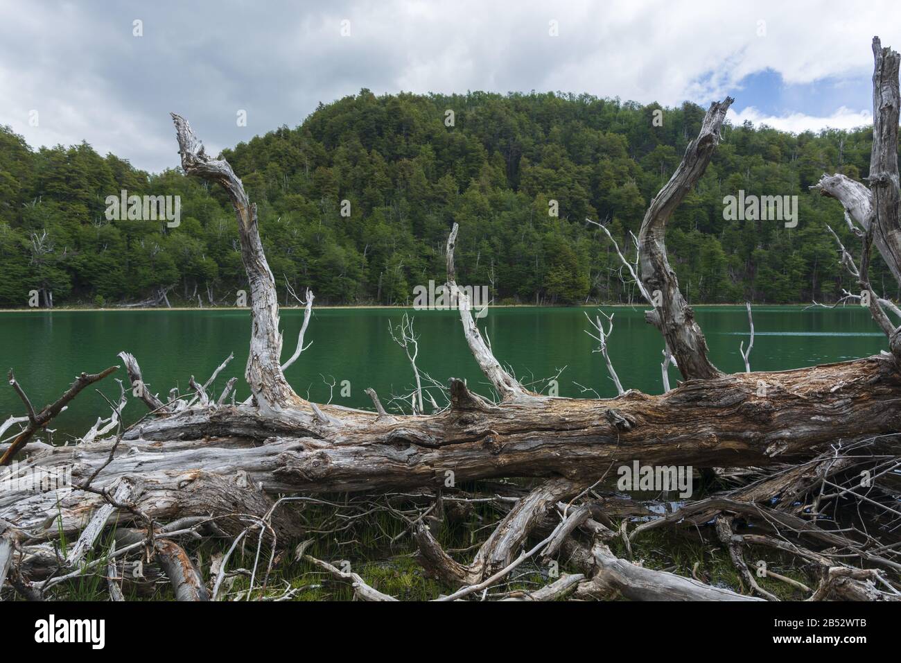 A dead treee in the shore of the tiny Laguna Escondida, Parque Nacional Los Alerces, Patagonia Argentina Stock Photo