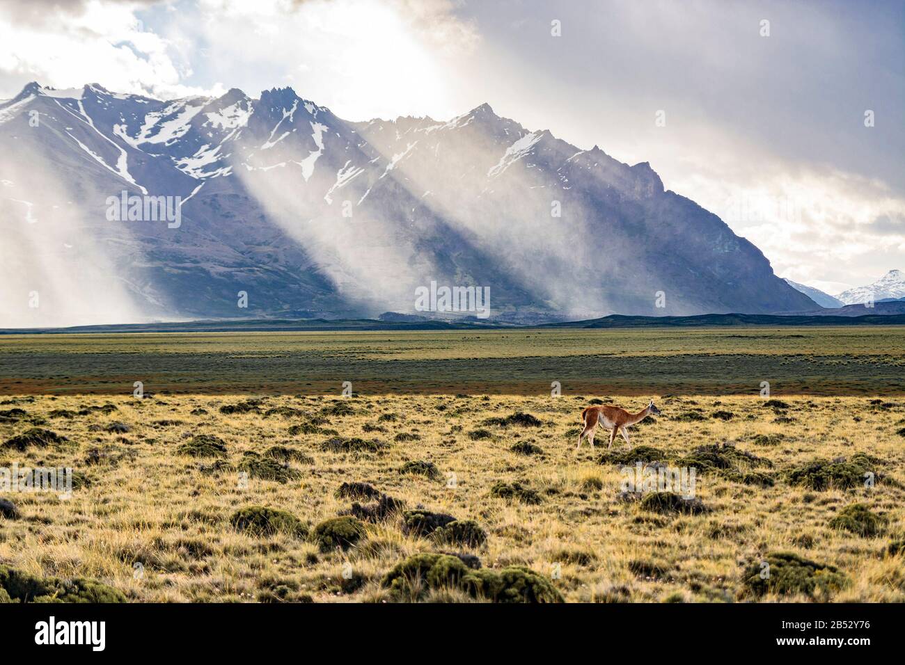 A solitary guanaco grazing in the Parque Nacional Perito Moreno, Patagonia Argentina Stock Photo