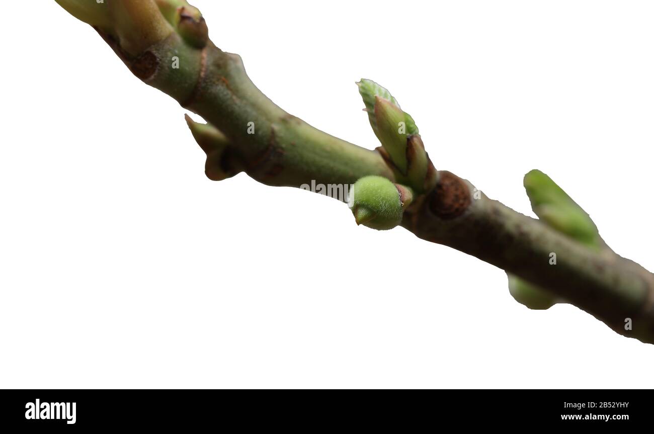 Fig tree Stock Photo