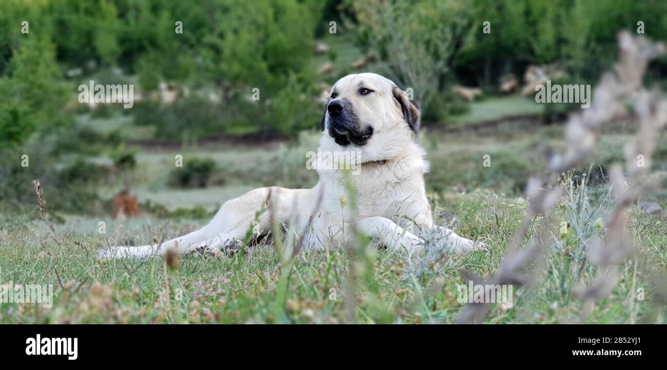 Anatolian Kangal Shepherd Dog Stock Photo