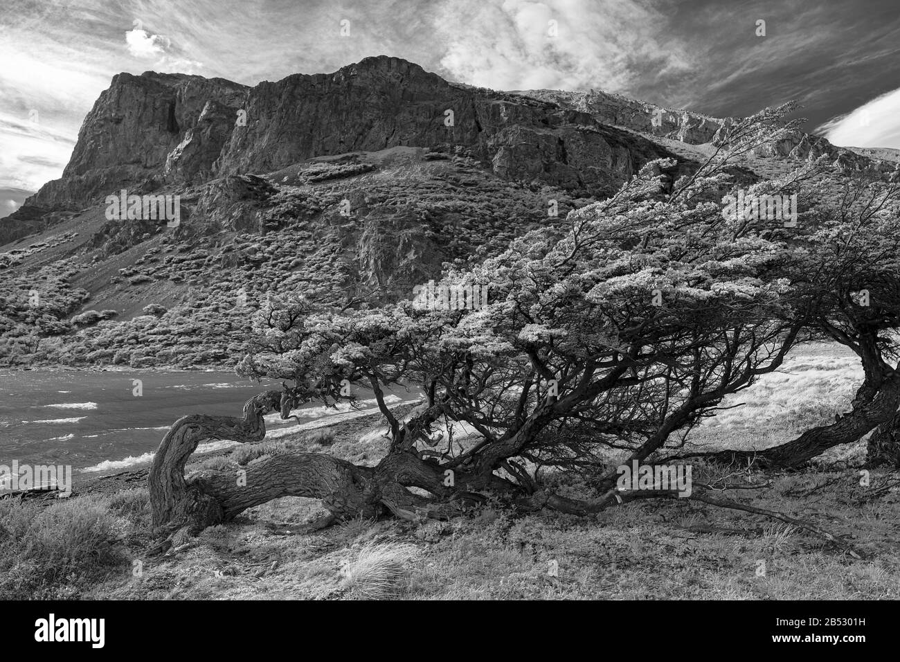 A tree grows despite the extremely rapid winds that have bent to the ground throughout its life, Parque Nacional Perito Moreno, Patagonia Argentina Stock Photo