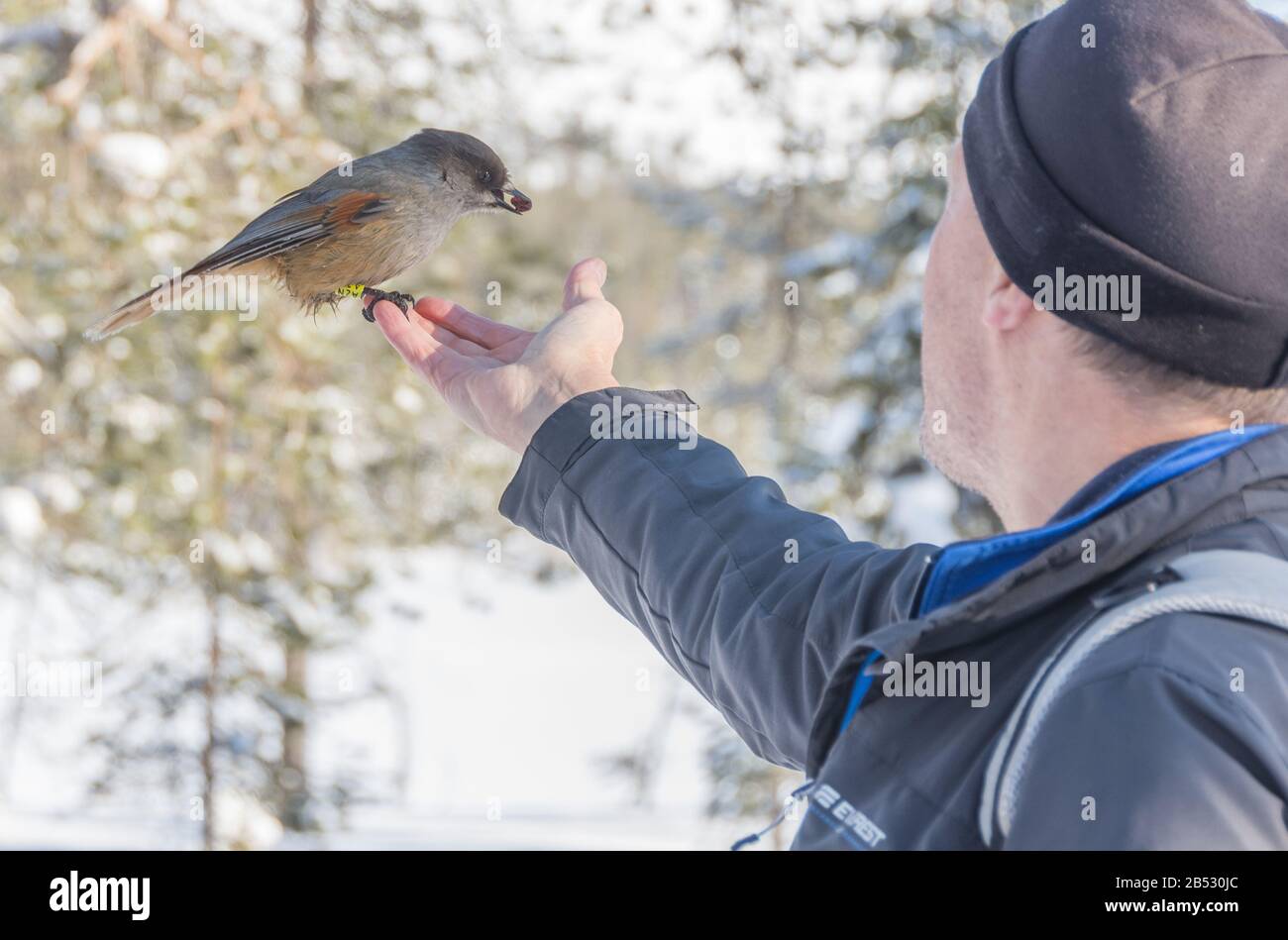 Feeding a Siberian Jay in Lapland, Finland Stock Photo