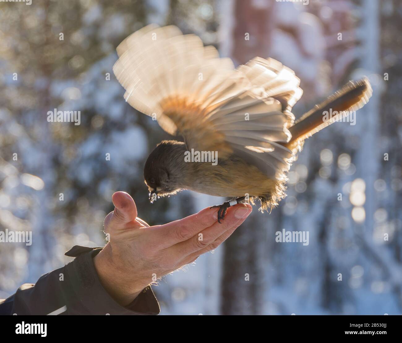 Feeding a Siberian Jay in Lapland, Finland Stock Photo