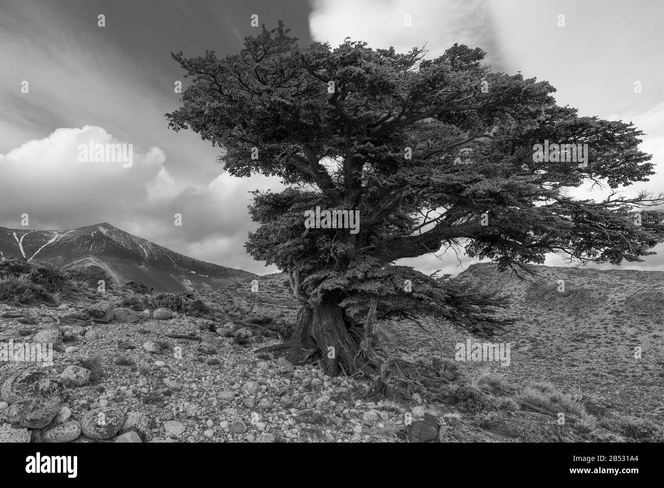 Lonely tree, Parque Nacional Perito Moreno, Patagonia Argentina Stock Photo