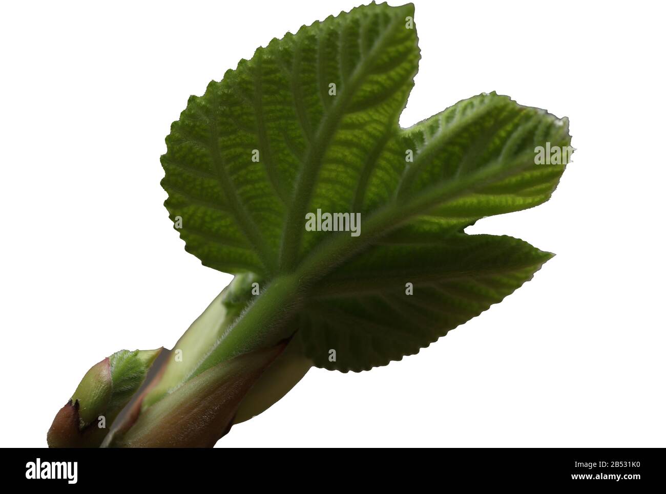 Fig tree Stock Photo