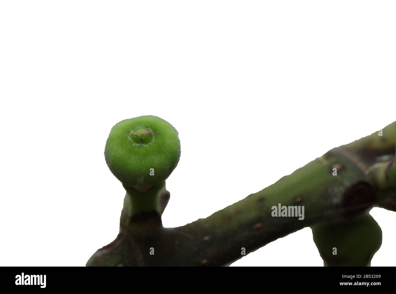 Fig tree Stock Photo