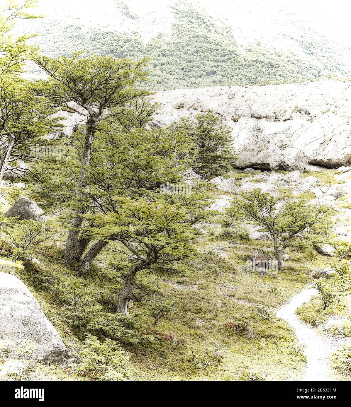 Southern beeches grow stunted like bonsai due to the extreme climatic conditions, Parque Nacional los Glaciares, Patagonia Argentina Stock Photo