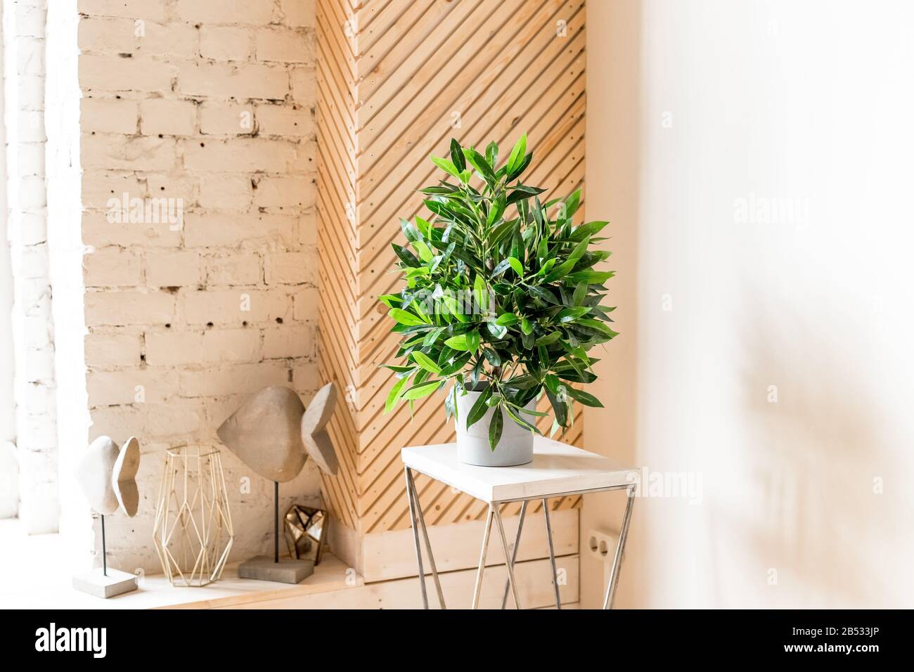 Home plant placed on a small table in bright room interior with ...