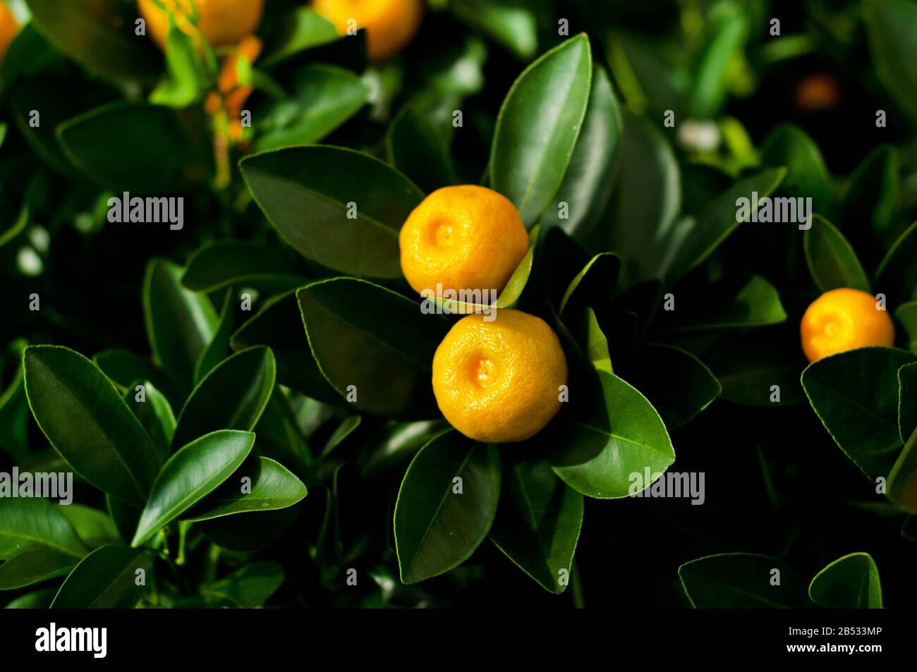Miniature citrus trees with fruits in pots for sale in the garden shop