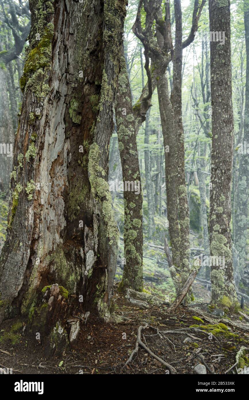 Journey To The Enchanting Forests Of Argentina: A Realm Of Emerald Dreams