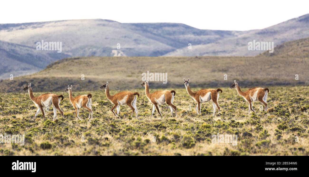 A single guanaco in the herd stares back at the viewer, Parque Nacional Monte Leon, Patagonia Argentina Stock Photo