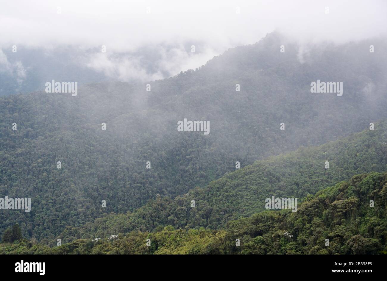 Ecuador highlands cloud forest, Mindo Region, Bellavista Reserve Stock Photo