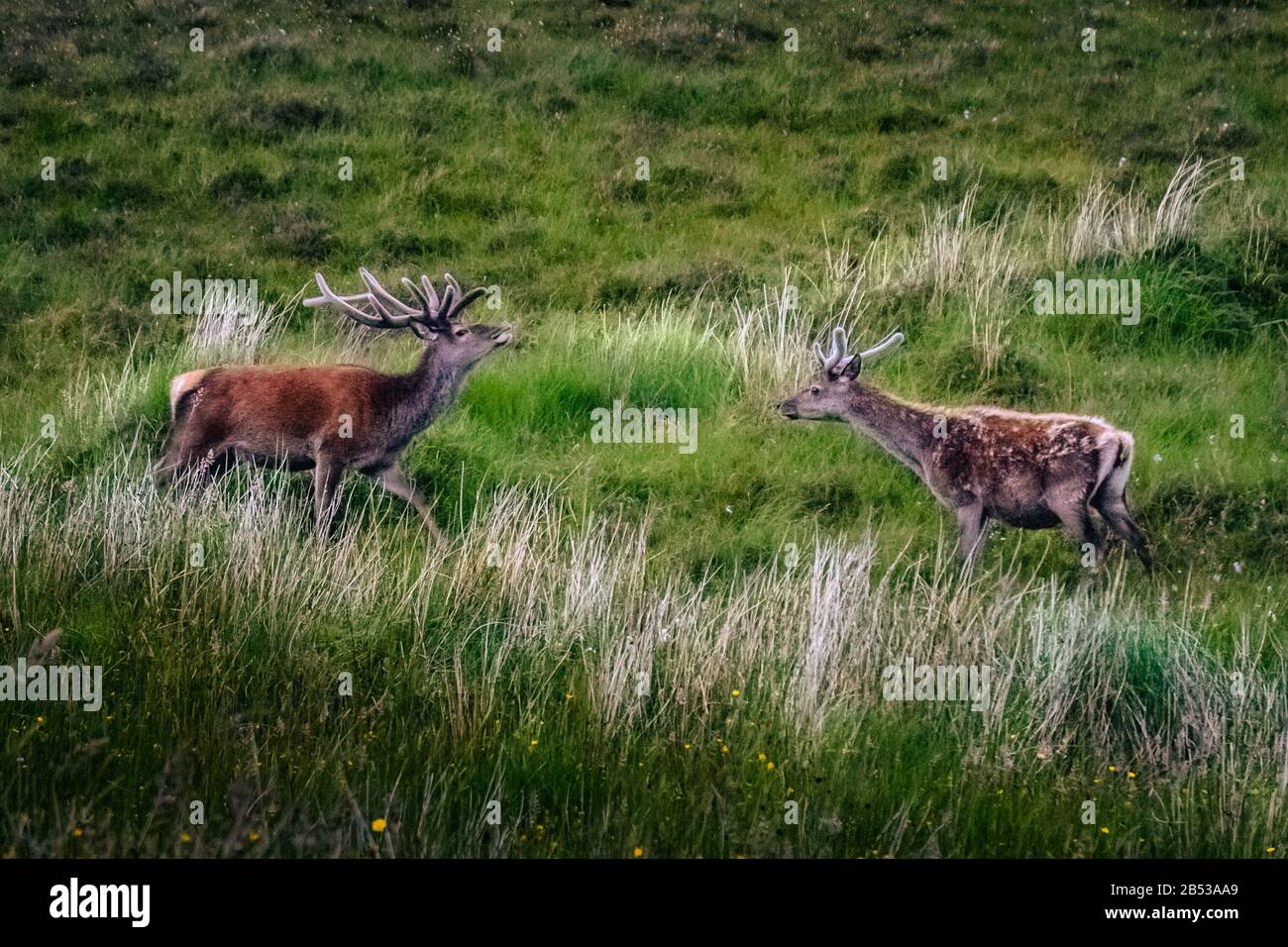 Roe deer having a date, Northern Scotland, UK Stock Photo