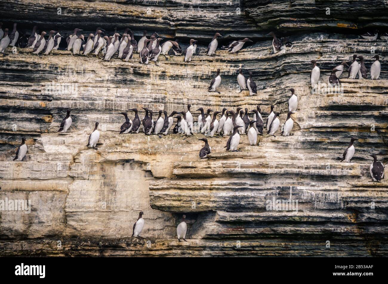 Sea birds on the cliffs, Scotland Stock Photo