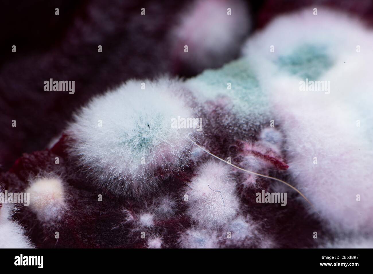 Urban farming detroit hi-res stock photography and images - Alamy