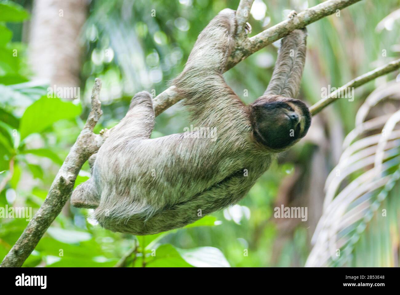 Brown-Throated Three-Toed Sloth Stock Photo - Alamy