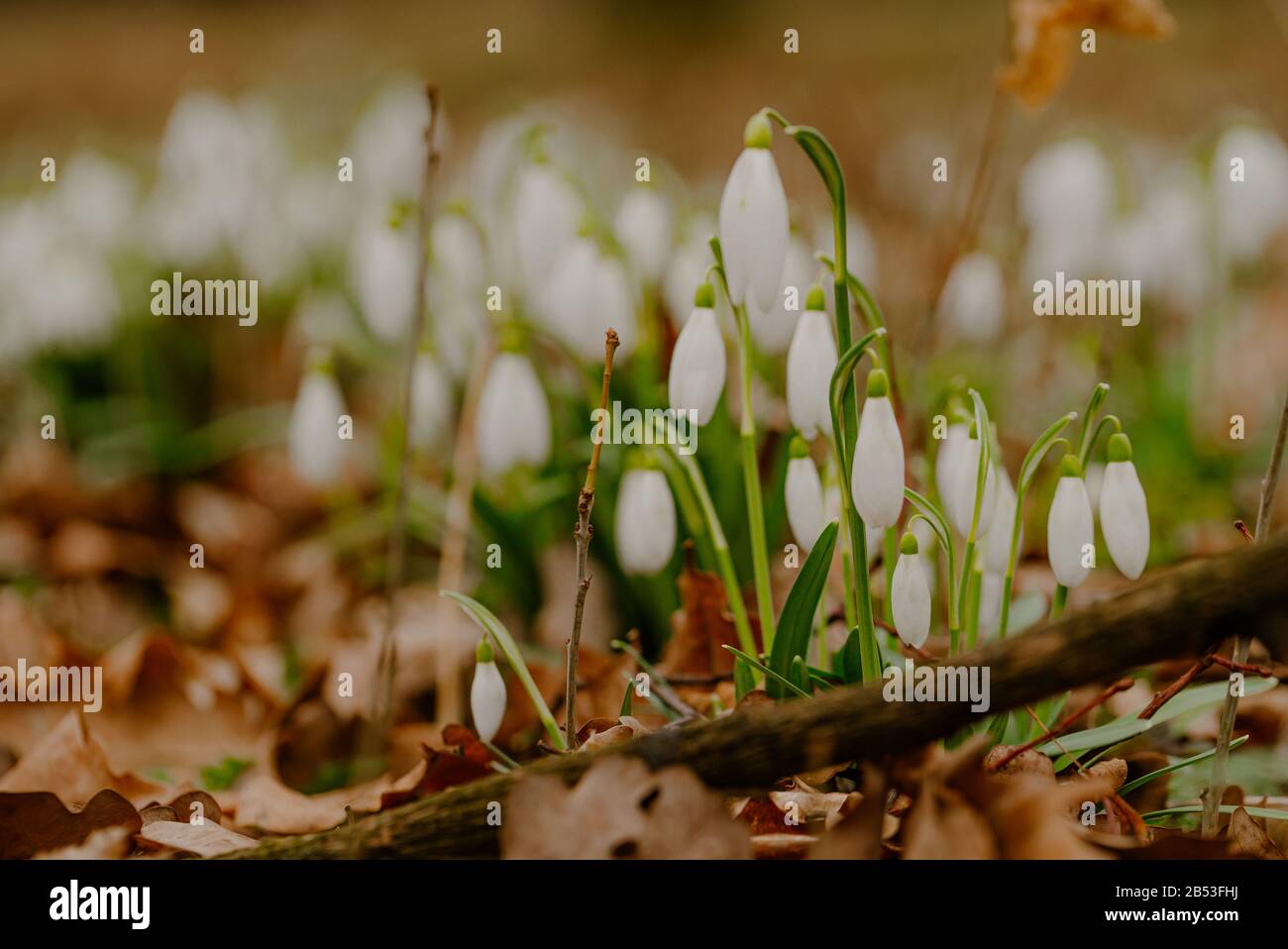 growing snowdrops in spring in park Stock Photo
