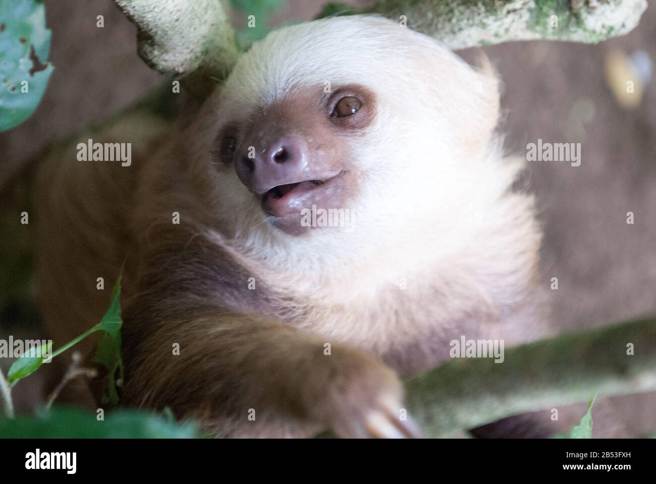 Hoffman's Two-Toed Sloth Stock Photo - Alamy