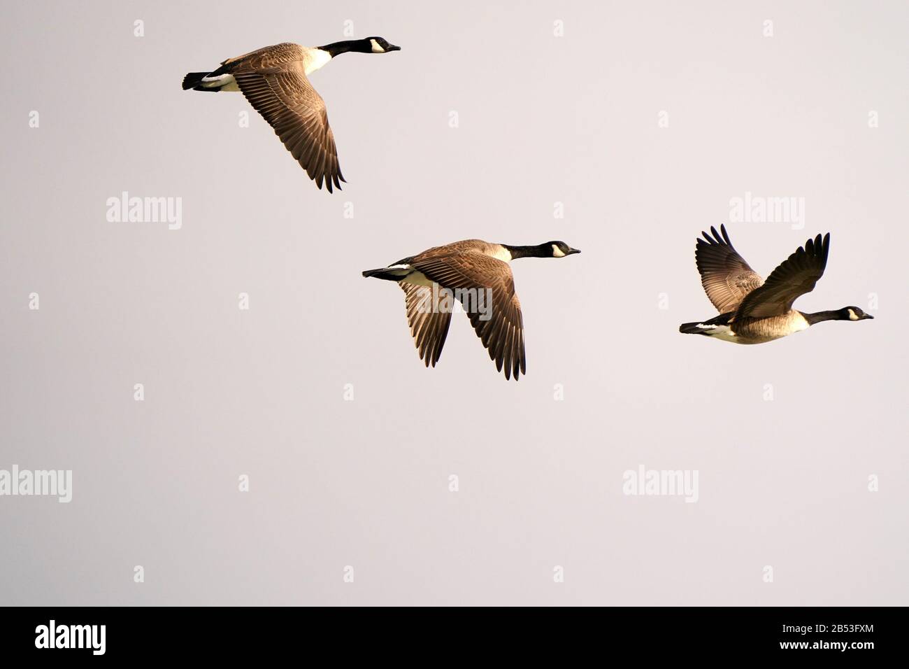 Canada geese in the harbour Stock Photo