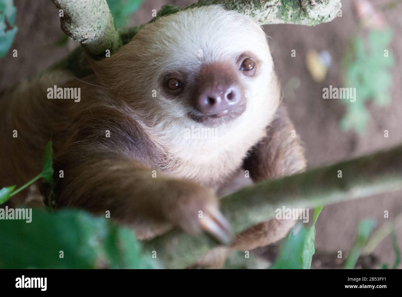 Hoffman's Two-Toed Sloth Stock Photo - Alamy