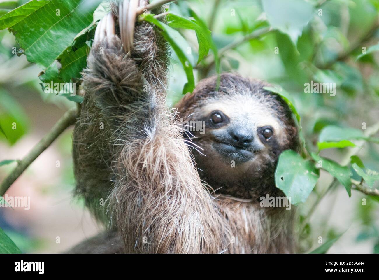 Brown-Throated Three-Toed Sloth Stock Photo