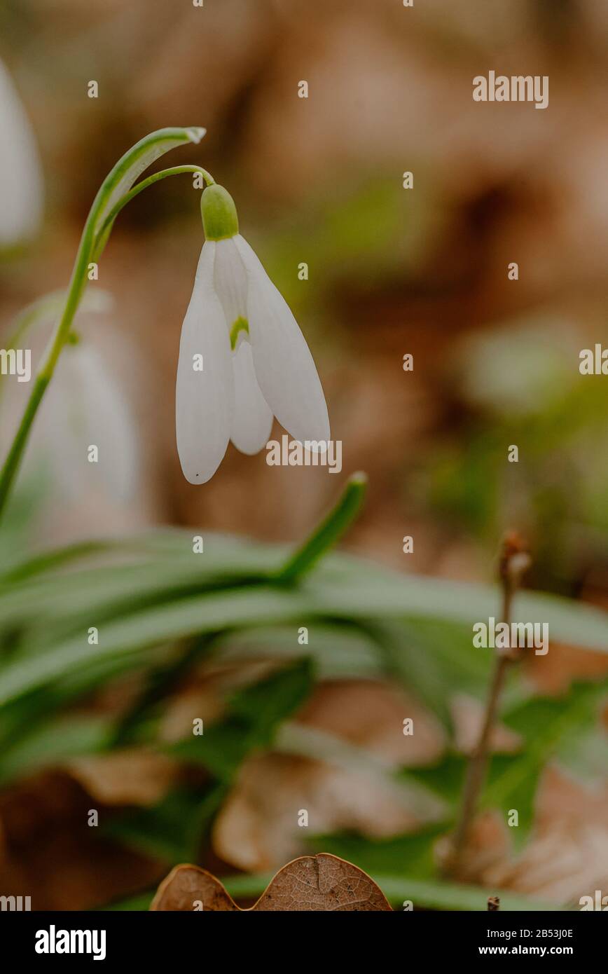 growing snowdrops in spring in park Stock Photo