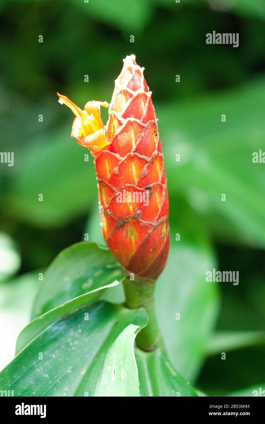 Pine Cone Ginger Stock Photo Alamy