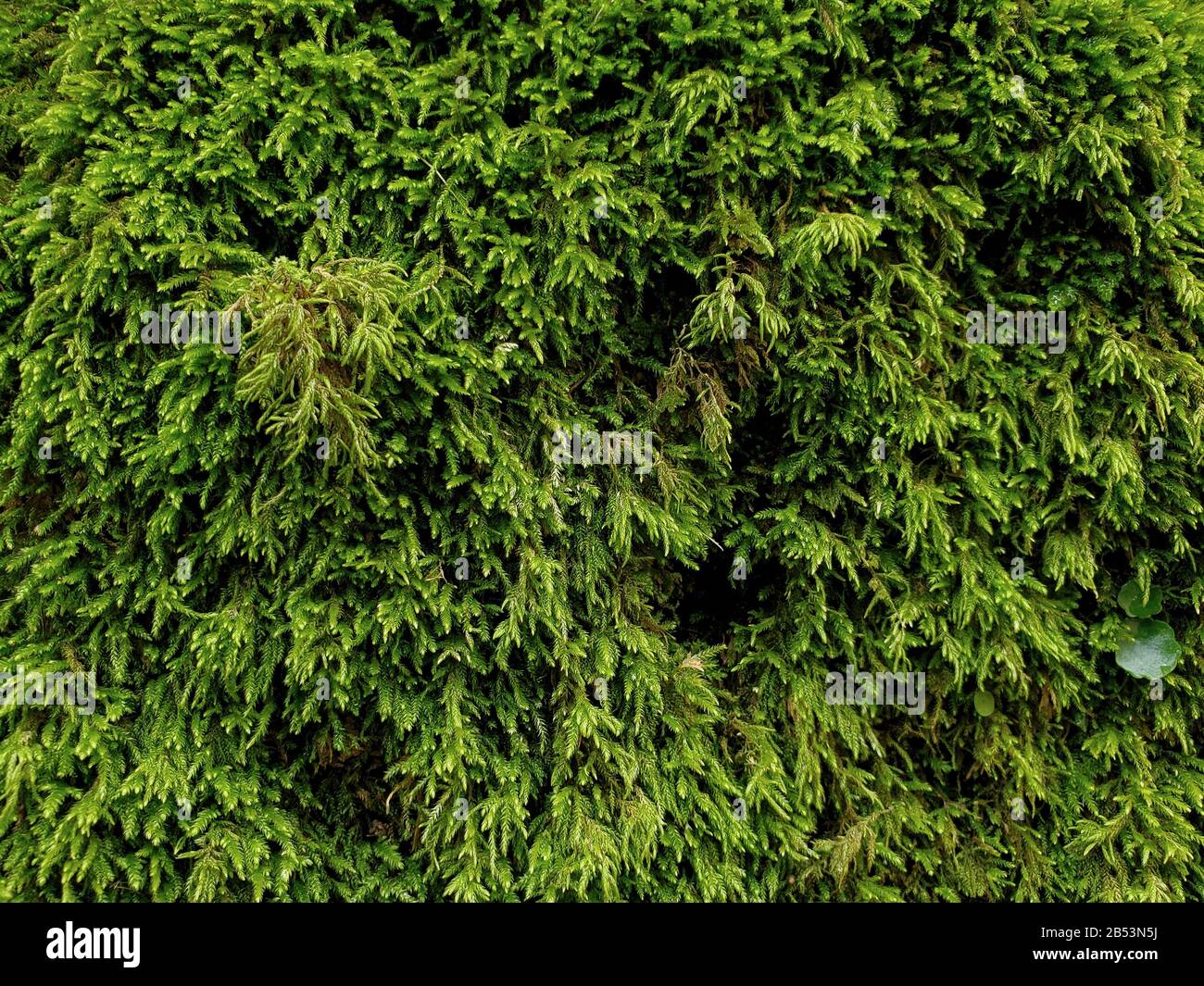Wild green musk wall surface texture pattern wallpaper background  Stock Photo