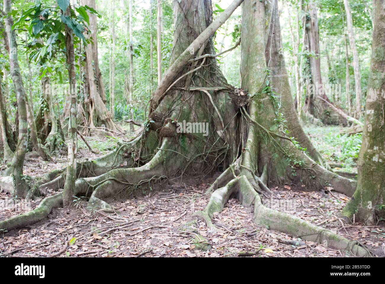 Buttress Tree Roots Stock Photo Alamy
