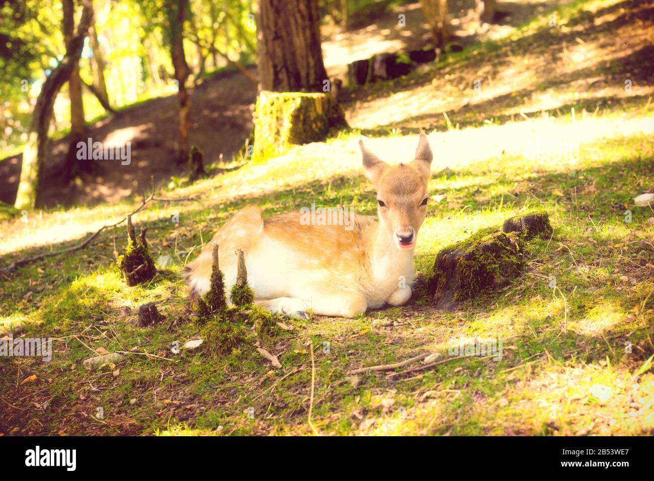 Cute baby deer resting in forest Stock Photo Alamy