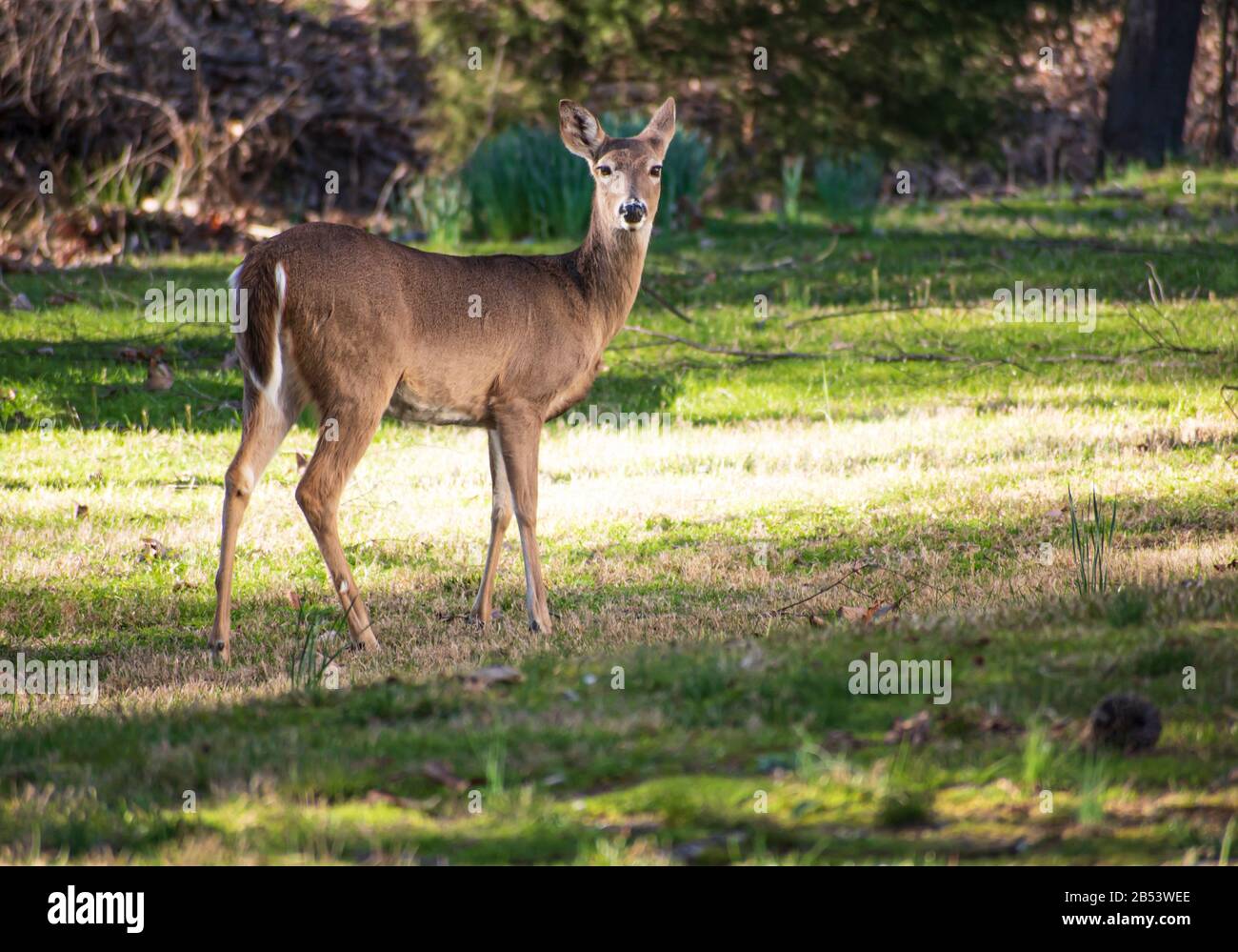 Deer come eating grass at people yard Stock Photo Alamy