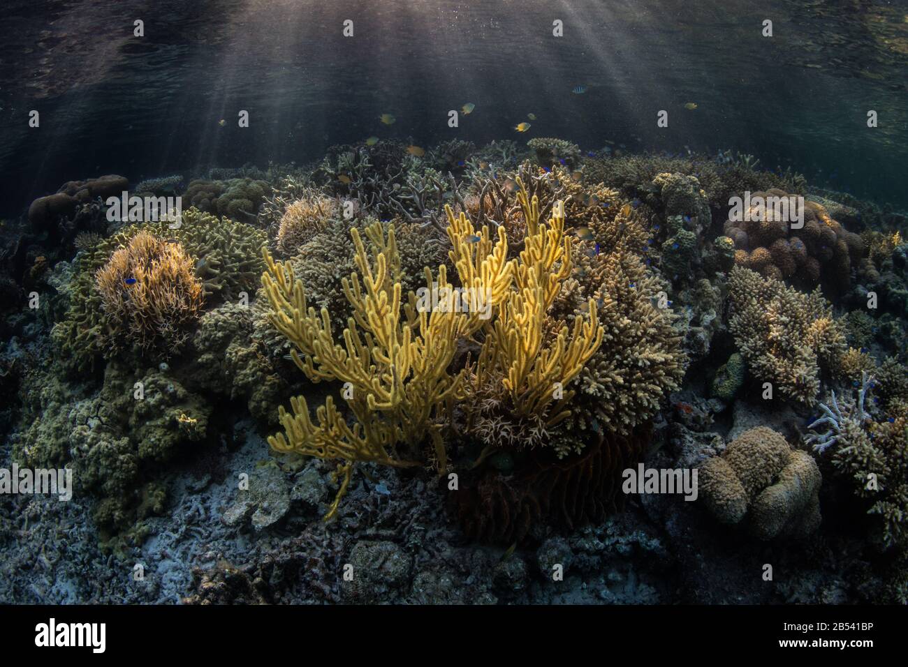 A gorgonian and many other types of coral grow in the shallows near a mangrove forest in Raja Ampat. This area is known for high marine biodiversity. Stock Photo