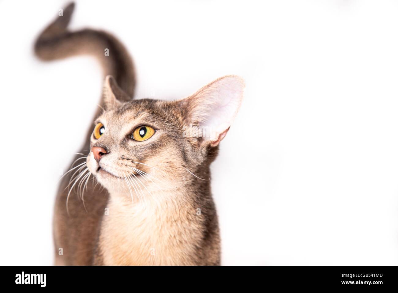 Portrait of cat isolated on white background Stock Photo - Alamy