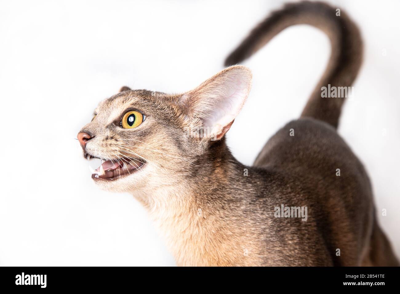 Angry or hungry cat looking. Studio shoot on white background Stock Photo
