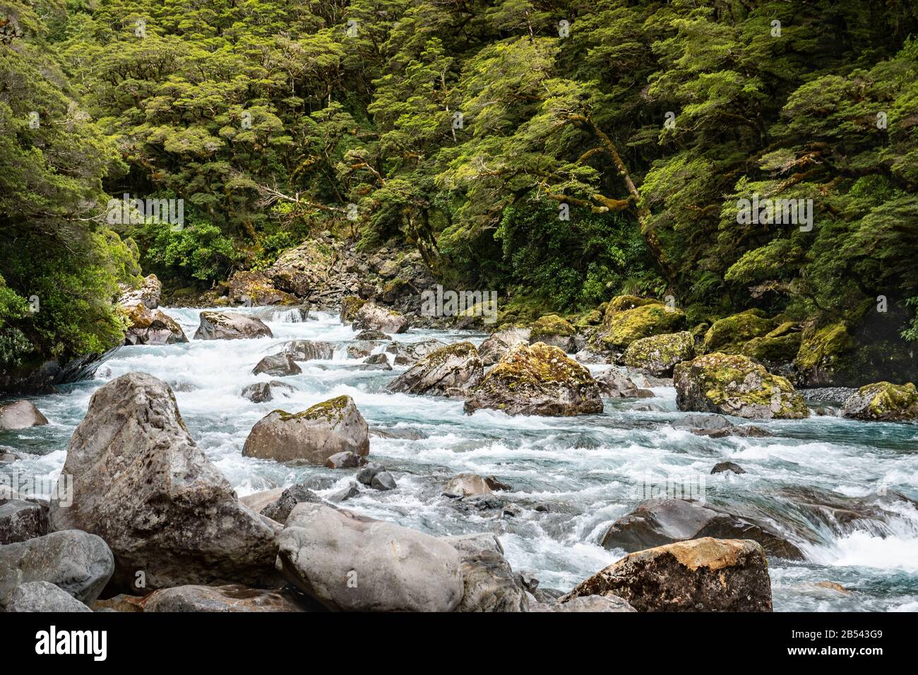 Wild river roaming over the rocks through a lush forest in Fjordland, New Zealand Stock Photo