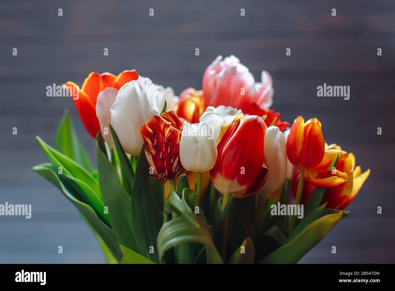 bouquet of different color tulips on a dark wooden background at springtime Stock Photo