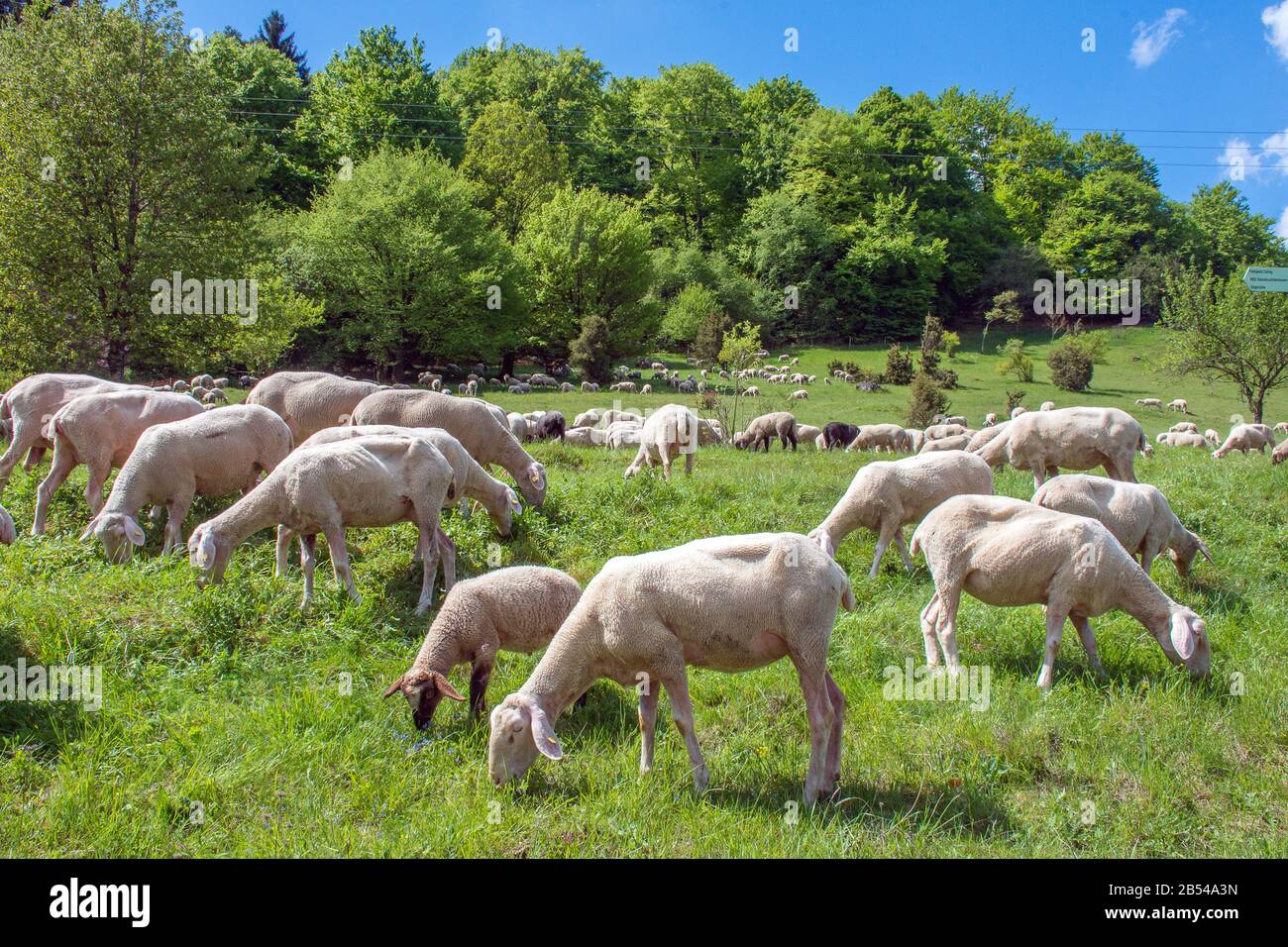 Naturschutzgebiet Zwing • BadenWürttemberg, Deutschland Stock Photo