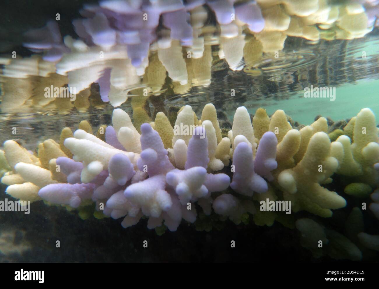 A shallow Acropora coral colony showing various stages of paling, fluorescing and bleaching. Heron Island reef flat, Capricorn Bunker group, Great Bar Stock Photo