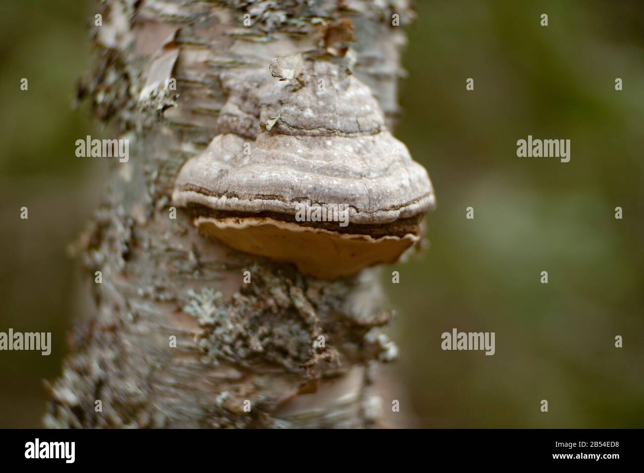 A Tinder Conk mushroom, Fomes fomentarius, growing on a dead red birch tree, Betula occidentalis, along the lower end of Callahan Creek, in Troy, Mont Stock Photo