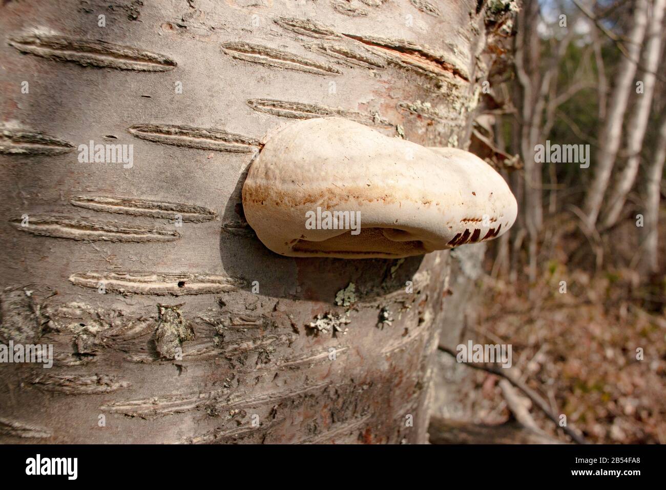 A young Tinder Conk mushroom, Fomes fomentarius, growing on a dead red birch tree, Betula occidentalis, along Callahan Creek, in Troy, Montana. Stock Photo
